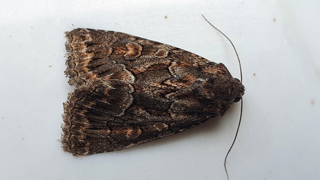 Noctuidae: Mniotype sp. - No, Thalpophila matura